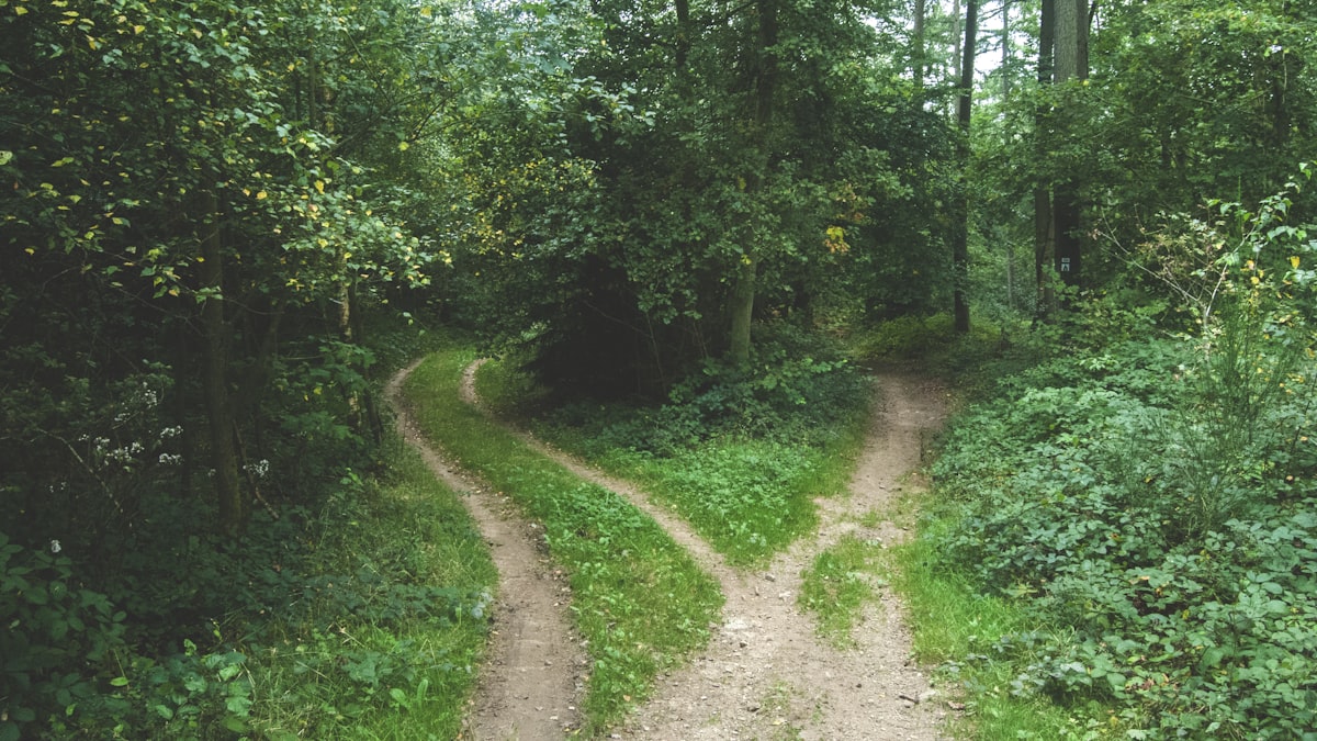 Uma trilha de floresta que se divide em dois caminhos — metáfora da decisão de aprender a trabalhar com IA ou ficar parado